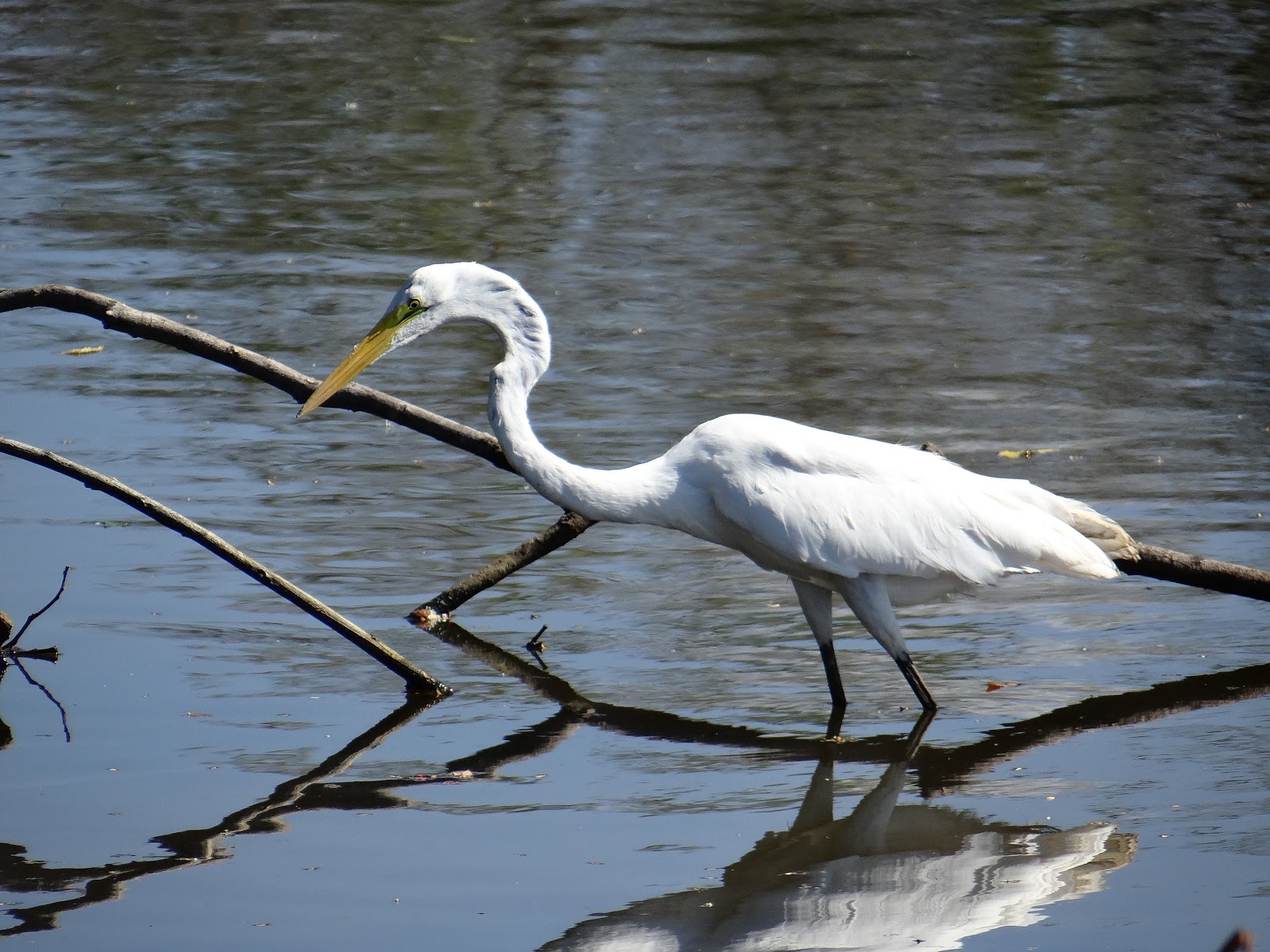 échassiers blanc mangrove Costa Rica